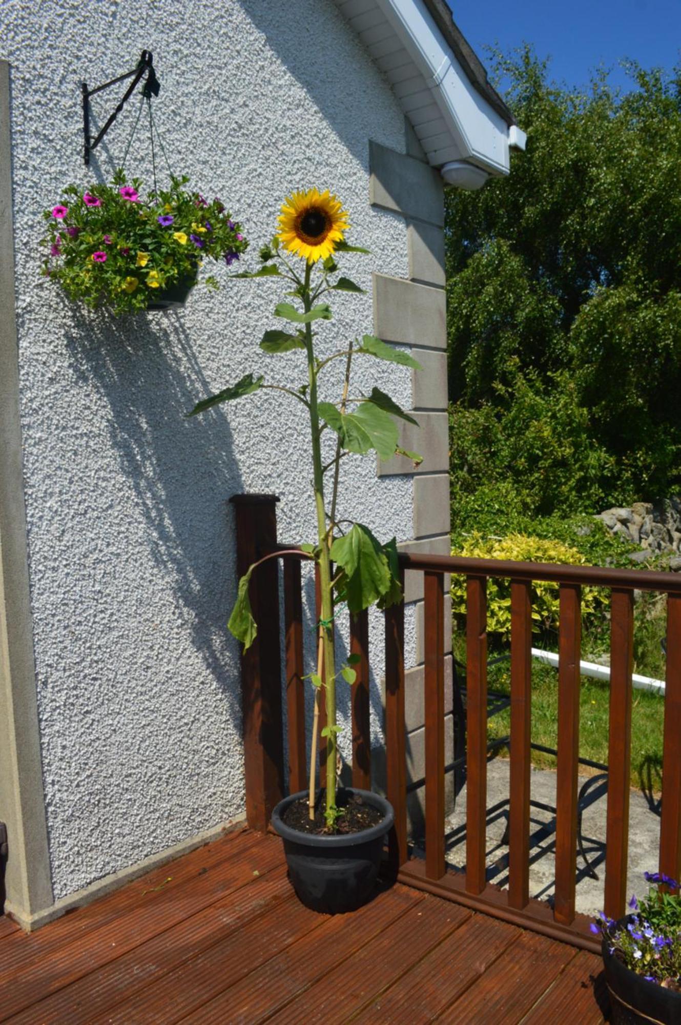 Carrick Cove Self Contained Accomodation With Private Decking Annalong Exterior foto
